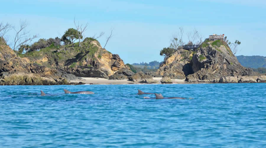 Dolphins at The Pass in Byron Bay