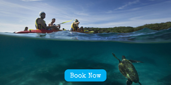 Byron Bay Ocean Kayak Tour - Experience our GOLD Award Winning Guided Kayak tours in Byron Bay - see dolphins, turtles and whales